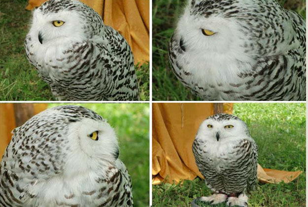 This white owl readily strikes different poses for our camera...