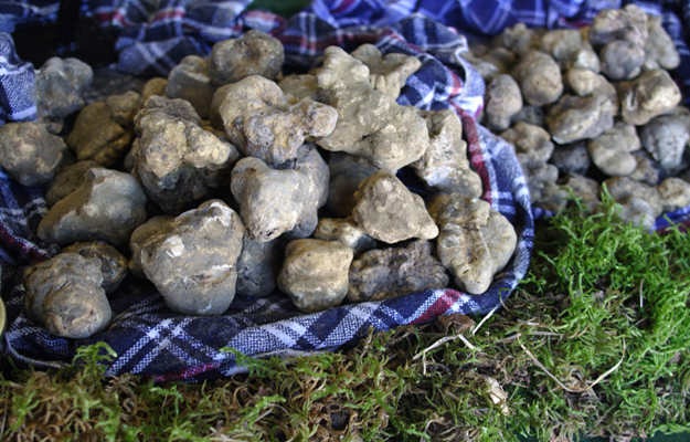 truffes blanches san miniato toscane