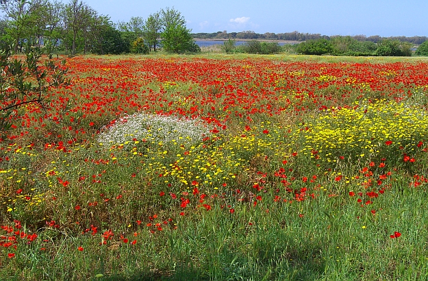 Poppy field in spring