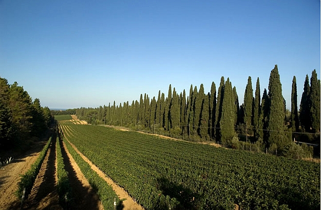 Vineyards Cast. di Bolgheri